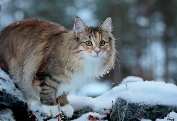 Un gatto della foresta norvegese femmina nel periodo invernale — Foto Stock