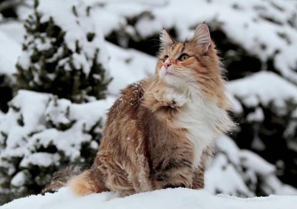 Забавная норвежская лесная кошка сидит — стоковое фото