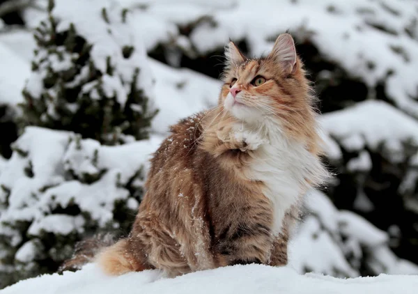 Eine lustige norwegische Waldkatze sitzt — Stockfoto