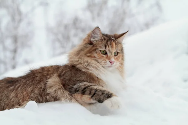Забавный норвежский лесной кот играет — стоковое фото