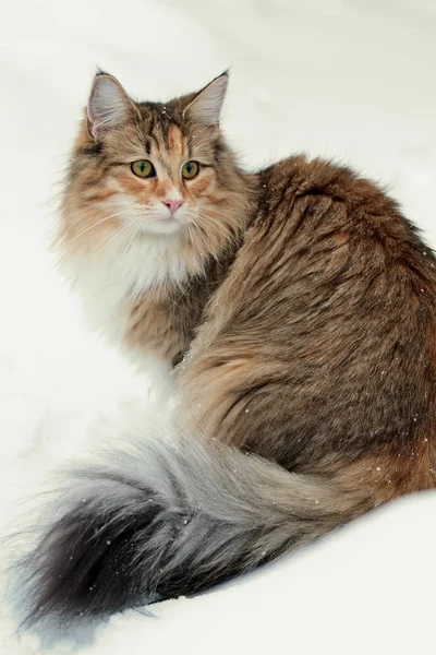Красивая северная лесная кошка загрызла сидящую в снегу самку — стоковое фото