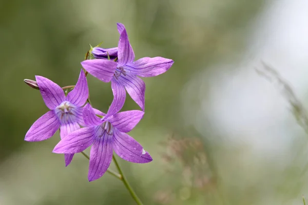 Fioletowy kwiat dzwonu (Campanula patula)) — Zdjęcie stockowe