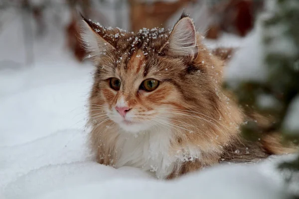 Un simpatico gatto della foresta norvegese femmina in fresco cumulo di neve alla ricerca di una preda — Foto Stock