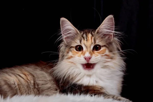 Портрет говорящего норвежского лесного кота-котенка — стоковое фото
