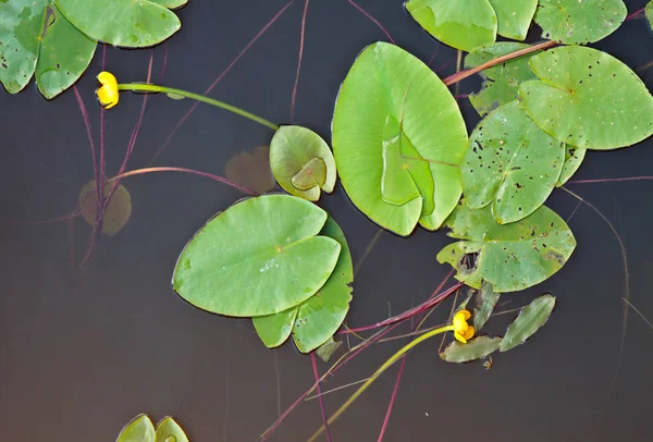 Un gruppo di foglie di ninfee e due fiori gialli che galleggiano in un fiume . — Foto Stock