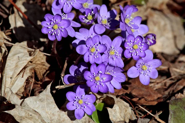 A beautiful blue bundle of Hepatica Nobilis flowers — Stock Photo, Image