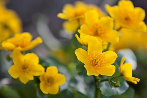 Un bel mazzo di calendula gialla — Foto Stock