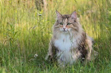 Norveç orman kedisi dişi otların üzerinde oturuyor