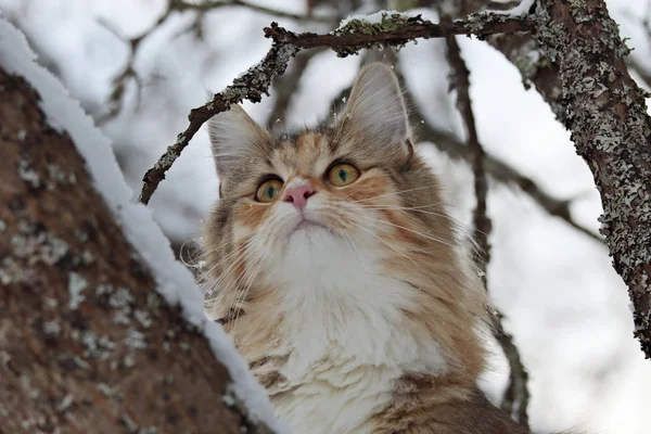 A beautiful tortoiseshell Norwegian forest cat high in a snowy tree — Stock Photo, Image