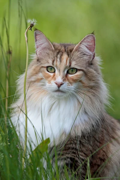 Eine schöne norwegische Waldkatzenweibchen — Stockfoto