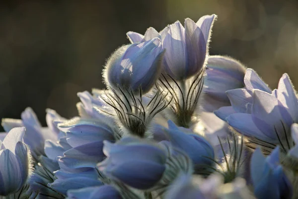 Piękny Chroniony Rzadki Kwiat Pulsatilla Patens Jego Hybrydy Pulsatilla Vernalis — Zdjęcie stockowe