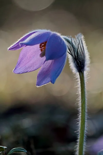 Piękny Chroniony Rzadki Kwiat Pulsatilla Patens Jego Hybrydy Pulsatilla Vernalis — Zdjęcie stockowe