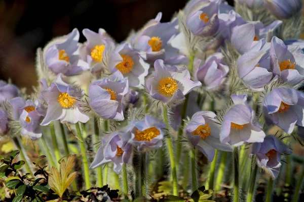 Beautiful Protected Rare Flower Pulsatilla Patens Its Hybrids Pulsatilla Vernalis — Stock Photo, Image
