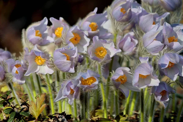 Gyönyörű Védett Ritka Virág Pulsatilla Patens Hibridjei Pulsatilla Vernalis Virágzik — Stock Fotó