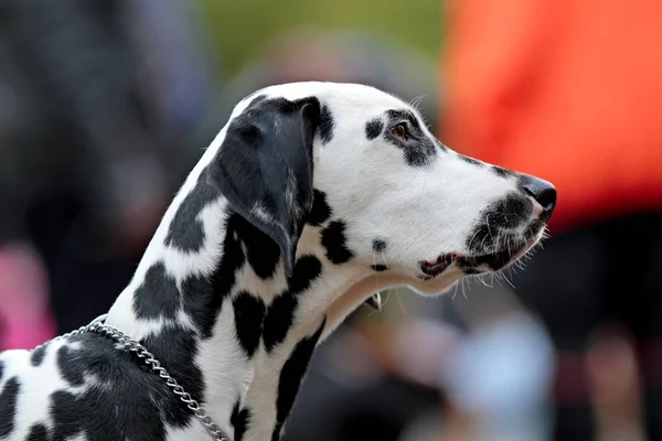 Benekli genç bir Dalmaçyalı köpeğin güzel bir profili.