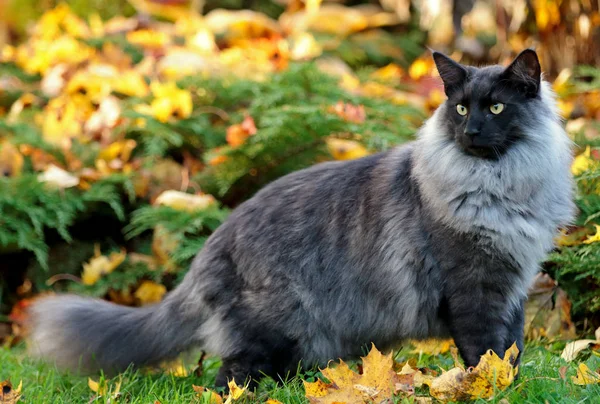 Gatto Della Foresta Norvegese Nel Giardino Autunnale Foglie Gialle Sono — Foto Stock