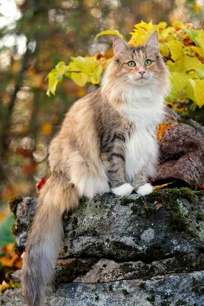 Норвежская Лесная Кошка Сидит Камне Красочный Осенний День — стоковое фото