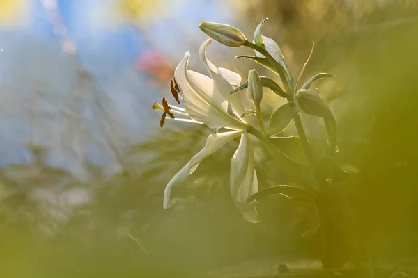 Piękna biała lilia kwitnąca — Zdjęcie stockowe