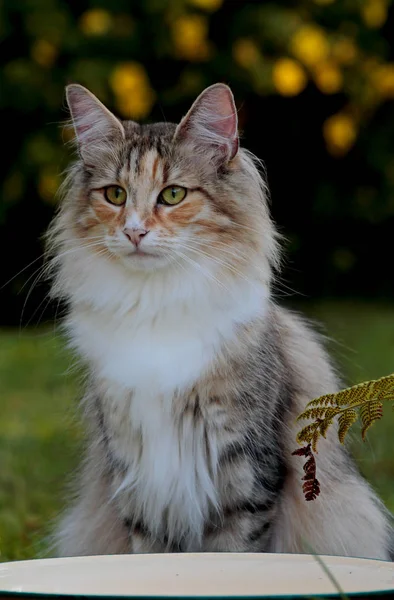 Norweski Leśny Kot Samica Ogród Słoneczny Wieczór Żółta Plamista Roślina — Zdjęcie stockowe