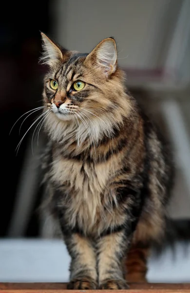 Krásná norská lesní kočka — Stock fotografie