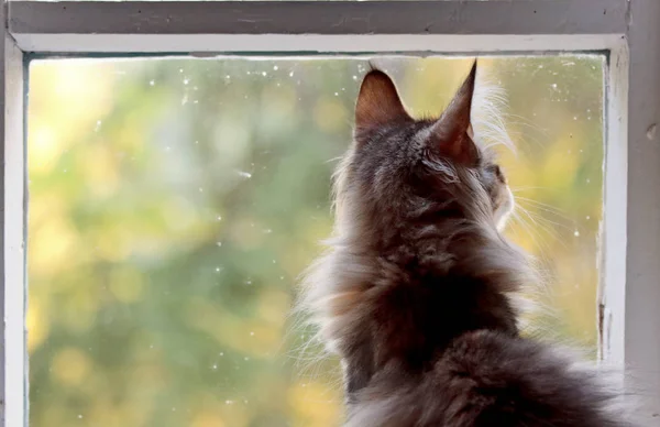 Egy kis norvég erdei macska ül egy koszos ablak mellett. — Stock Fotó