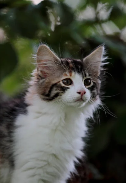 Four months old norwegian forest cat female kitten — Stock Photo, Image