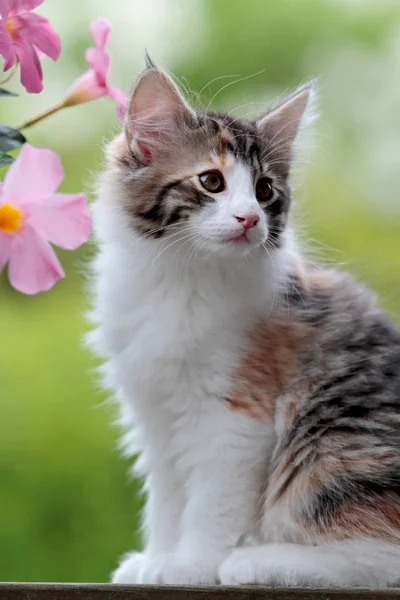 Милый маленький котенок лесной кошки — стоковое фото