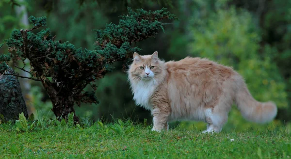 Un grande e forte gatto della foresta norvegese maschio — Foto Stock