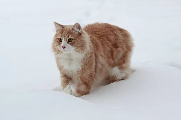 Ein norwegischer Waldkatzenrüde steht in Schneewehen — Stockfoto