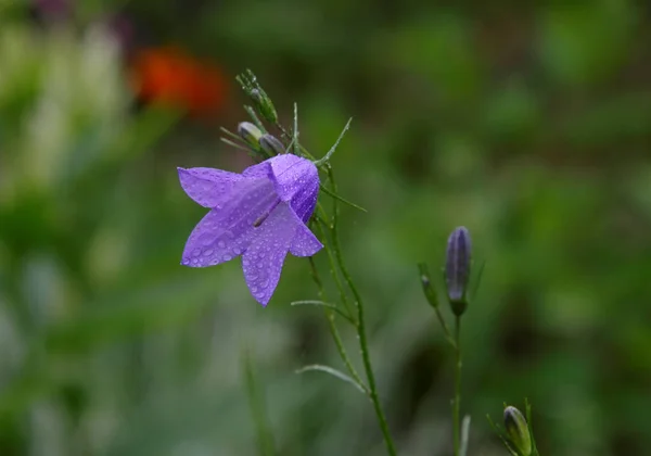 Гарна Блакитна Квітка Після Дощу — стокове фото