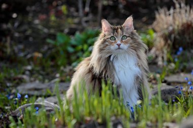 Baharın başında bir Norveç orman kedisinin portresi.