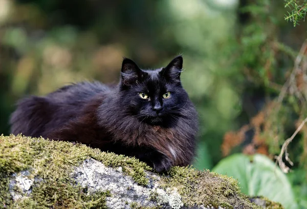 Czarny Norweski Leśny Kot Samica Kamień Las — Zdjęcie stockowe