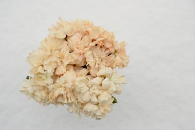 Beyaz arkaplanı olan bir grup turuncu karanfil.