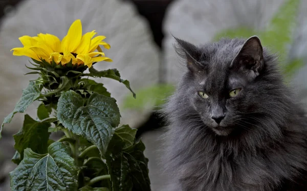 Finare Norsk Skogkatt Hona Trädgården Med Fräsch Solros — Stockfoto