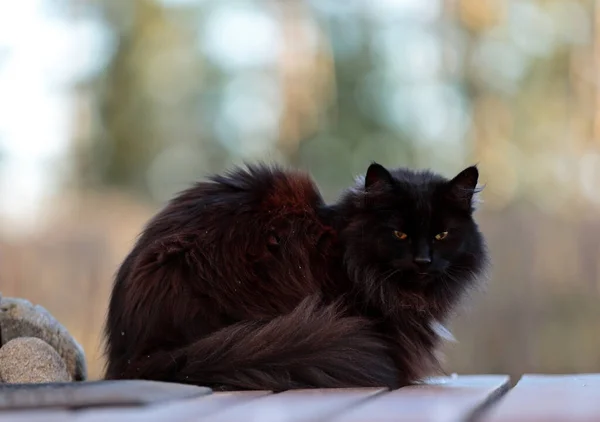 Piękny Czarny Norweski Kot Leśny Siedzi Drewnianych Schodach Zewnątrz — Zdjęcie stockowe