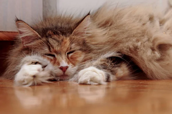 Сладкая Норвежская Лесная Кошка Лежит Блестящем Полу Помещении — стоковое фото