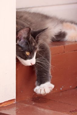 Dört aylık Norveçli bir orman kedisi. Kapalı bir merdivende yatıyor.