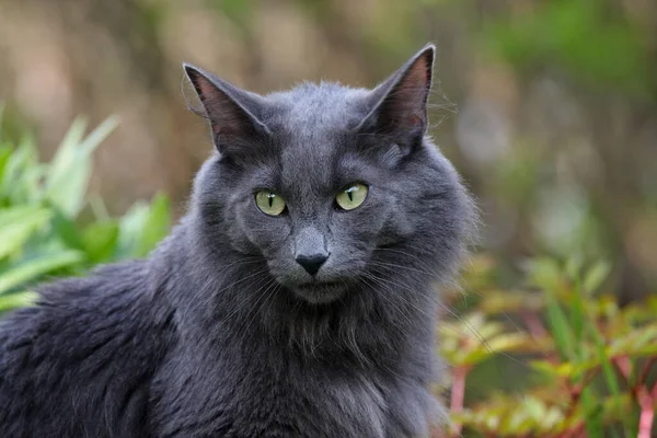 Vacker Ung Norsk Skogkatt Kvinna Sitter Bland Plantage Trädgården — Stockfoto