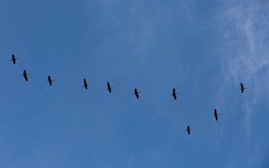 İlkbaharda gökyüzünde uçan göçmen bir turna sürüsü