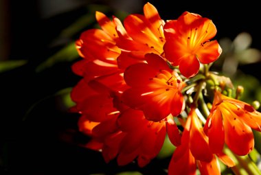 Güzel turuncu clivia miniata Pencere kenarında çiçek açıyor