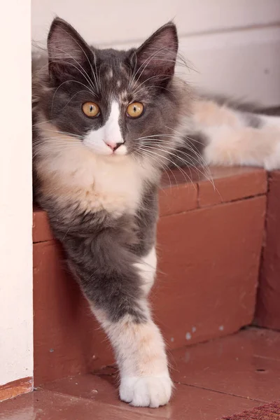 Een Lief Noors Boskat Poesje Met Een Alerte Uitdrukking Die — Stockfoto