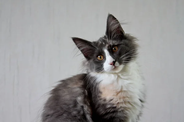 Norweski Kot Leśny Kotka Pochyla Głowę Wygląda Słodko — Zdjęcie stockowe