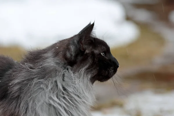 Una Linea Profilo Gatto Nero Fumo Foresta Norvegese Maschio — Foto Stock