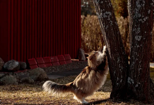 Uma Tartaruga Norwegian Floresta Gato Fêmea Coçar Árvore Tronco Dia — Fotografia de Stock