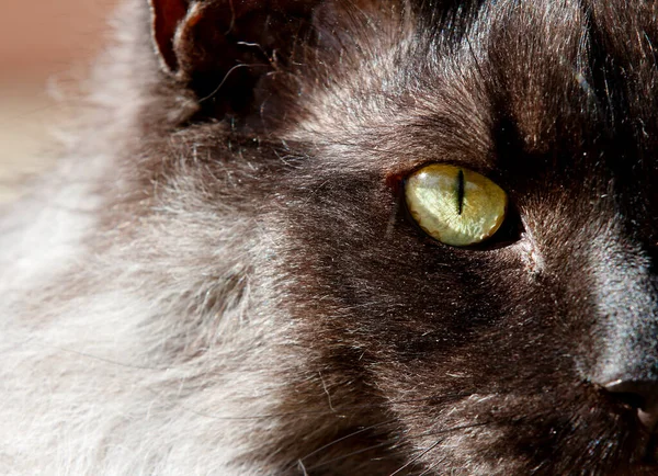 An eye of a black smoke norwegian forest cat male