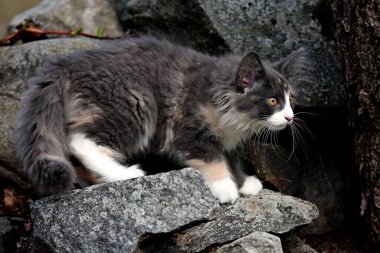 Birkaç aylık Norveç orman kedisi yazın taşlara tırmanıyor.