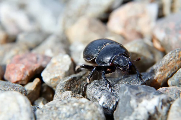 日光の下で小さな灰色の石の上を這う糞の甲虫 — ストック写真