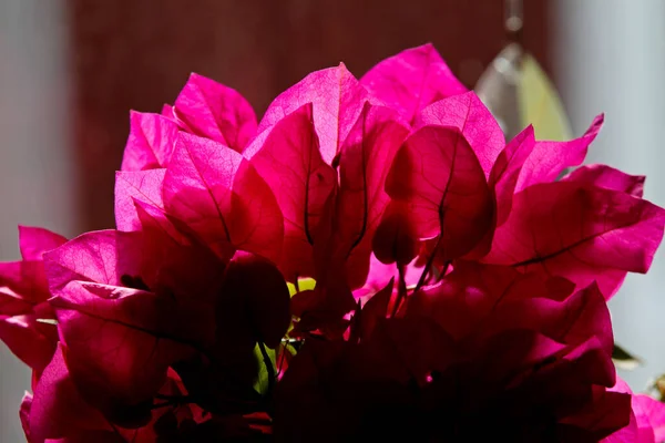 Una Bella Bouganvillea Viola Che Fiorisce Accanto Una Finestra Una — Foto Stock