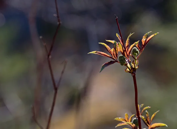 Sprouting Młodych Liści Kwiatów Dzikiej Czerwonej Bzu Czarnego Lub Sambucus — Zdjęcie stockowe