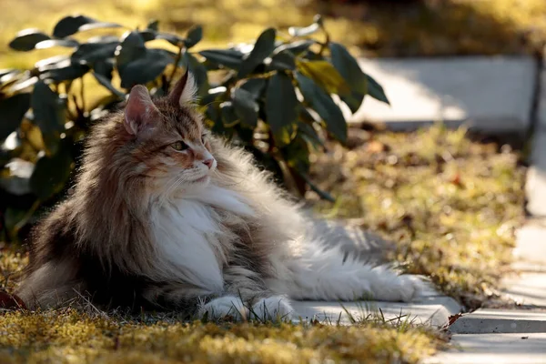 Beau Chat Forêt Nordique Écaille Tortue Couché Dans Jardin Dans — Photo